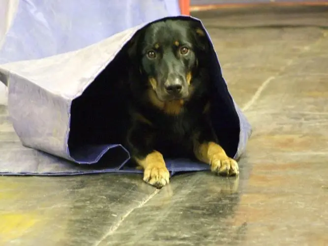 Hundeschule Iserlohn,Hundeblog,Blog,Hundeausbildung,Kai Dahlhaus,